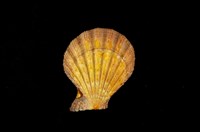 藏品(美蓉海扇蛤)的圖片